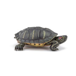 Florida Tortoise / red-eared turtle