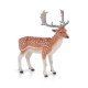 FALLOW DEER