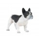 FRENCH BLACK & WHITE BULLDOG